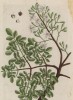 Фернамбуковое дерево (Caesalpiniа echinata (лат.). Растет в Бразилии и на Антильских островах. Его древесина составляет лучший сорт красного дерева (лист 386 "Гербария" Элизабет Блеквелл, изданного в Нюрнберге в 1757 году)