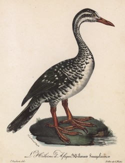 Африканский лапчатоног (лист из альбома литографий "Галерея птиц... королевского сада", изданного в Париже в 1825 году)