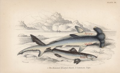 1. Молотоголовая акула 2. Суповая акула (1. Zygaena laticeps 2. Galeus vulgaris (лат.)) (лист 24 XXXIII тома "Библиотеки натуралиста" Вильяма Жардина, изданного в Эдинбурге в 1843 году)
