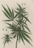 Марихуана-девочка -- матерка, женское растение конопли (Cannabis foemina (лат.)) (лист 322a "Гербария" Элизабет Блеквелл, изданного в Нюрнберге в 1757 году)