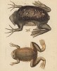 Лягушки и маленькая лягушечка (3), изображённые Франсуа Мартине для Table des Planches Enluminées d'Histoire Naturelle de M. D'Aubenton (фр.) (Утрехт. 1783 год (лист 21))