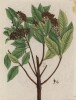 Пимента (Pimenta Lindl. (лат.)) — род растений из семейства миртовые -- пряность, известная как ямайский, или английский, перец (лист 355 "Гербария" Элизабет Блеквелл, изданного в Нюрнберге в 1757 году)