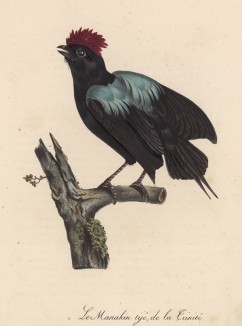 Чёрный манакин (лист из альбома литографий "Галерея птиц... королевского сада", изданного в Париже в 1822 году)