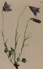 Колокольчик Шейхцера (Campanula Scheuchzeri (лат.)) (из Atlas der Alpenflora. Дрезден. 1897 год. Том V. Лист 424)