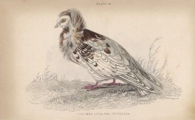 Хохлатый голубь (Columba cucullata (лат.)) (лист 14 тома XIX "Библиотеки натуралиста" Вильяма Жардина, изданного в Эдинбурге в 1843 году)