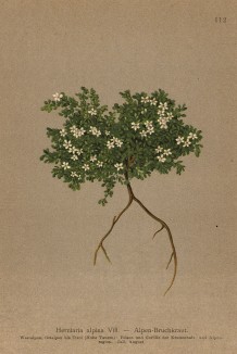 Изысканный и романтичный грыжник альпийский (Herniaria alpina (лат.)) (из Atlas der Alpenflora. Дрезден. 1897 год. Том II. Лист 112)