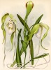 Орхидея SELENIPEDIUM CAUDATUM (лат.) (лист DXXXVII Lindenia Iconographie des Orchidées - обширнейшей в истории иконографии орхидей. Брюссель, 1896)