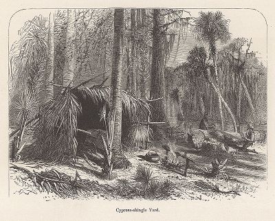 Лесорубы распиливают ствол кипариса. Джунгли штата Флорида. Лист из издания "Picturesque America", т.I, Нью-Йорк, 1872.
