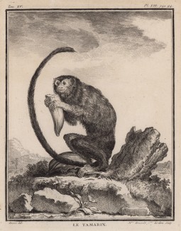 Краснорукий тамарин - символ плодовитости в мире обезьян. Лист XIII иллюстраций к пятнадцатому тому знаменитой "Естественной истории" графа де Бюффона. Париж, 1767