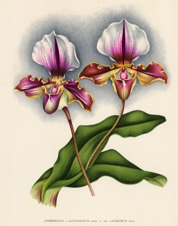 Орхидея CYPRIPEDIUM x LATHAMIANUM LATISSIMUM (лат.) (лист DCCXXXII Lindenia Iconographie des Orchidées - обширнейшей в истории иконографии орхидей. Брюссель, 1901)