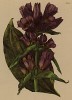 Горечавка венгерская (Gentiana pannonica (лат.)) (из Atlas der Alpenflora. Дрезден. 1897 год. Том IV. Лист 333)