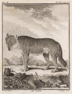 Волк (лист XLI иллюстраций ко второму тому знаменитой "Естественной истории" графа де Бюффона, изданному в Париже в 1749 году)