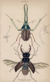 Жуки-рогачи с разными рогами (1. Chiasognathus 2. Lucanus Cervus (лат.)) (лист 18 XXXV тома "Библиотеки натуралиста" Вильяма Жардина, изданного в Эдинбурге в 1843 году)