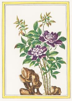 Японская чайная роза. С гравюры по рисунку Пьера Жозефа Бюшо из издания "Магия розы". Штутгарт, 1963 г.