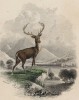 Титульный лист XI тома "Библиотеки натуралиста" Вильяма Жардина, изданного в Эдинбурге в 1841 году, и посвящённого Петрусу Камперу (на миниатюре изображён благородный олень)