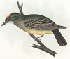 Королевский тиранн, Tyrannus vociferans (лат.). United States and Mexican Boundary Survey… Spencer F. Baird, Birds of the Boundary, л.X. Вашингтон, 1859