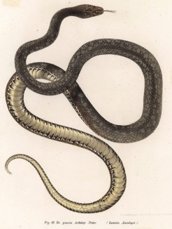 Эскулапова змея (Zamenis Aesculapii (лат.)) (из Naturgeschichte der Amphibien in ihren Sämmtlichen hauptformen. Вена. 1864 год)