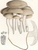 Говорушка уплотнённая, Clitocube conglobata Vitt. (лат.). Дж.Бресадола, Funghi mangerecci e velenosi, т.I, л.56. Тренто, 1933