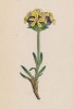 Мыльнянка жёлтая (Saponaria lutea (лат.)) (лист 88 известной работы Йозефа Карла Вебера "Растения Альп", изданной в Мюнхене в 1872 году)