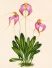 Орхидея MASDEVALLIA x HENRIETTAE (лат.) (лист DLVII Lindenia Iconographie des Orchidées - обширнейшей в истории иконографии орхидей. Брюссель, 1897)