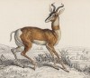 Газель Зоммеринга (сомалийская) (Gasella Semmeringii (лат.)) (лист 28 тома XI "Библиотеки натуралиста" Вильяма Жардина, изданного в Эдинбурге в 1843 году)