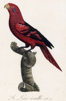 Чешуйчатый красный лори (лист 51 иллюстраций к первому тому Histoire naturelle des perroquets Франсуа Левальяна. Изображения попугаев из этой работы считаются одними из красивейших в истории. Париж. 1801 год)