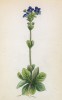 Вероника маргаритковая (Veronica bellidioides(лат.)) (лист 304 известной работы Йозефа Карла Вебера "Растения Альп", изданной в Мюнхене в 1872 году)