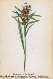 Сушеница норвежская (Gnaphalium norvegicum (лат.)) (лист 206 известной работы Йозефа Карла Вебера "Растения Альп", изданной в Мюнхене в 1872 году)