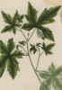Индийское растение Liquidamber (лат.), из которого изготавливают эфирное масло «жидкий янтарь» (лист 485 "Гербария" Элизабет Блеквелл, изданного в Нюрнберге в 1760 году)