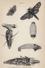 Волшебные превращения из гусеницы в мотылька 1,2,3,4,5. Metamorphoses of Oiketicus Kirbyi 6. Cryptothelea Macleayi (лат.)) (лист 9 XXXVII тома "Библиотеки натуралиста" Вильяма Жардина, изданного в Эдинбурге в 1843 году)