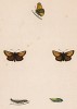 Бабочка толстоголовка линия (лат. Papilio Linea), её гусеница и куколка. History of British Butterflies Френсиса Морриса. Лондон, 1870, л.70