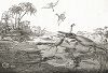 Duria Antiquior (Графство Дорсет в древности) - знаменитое первое в истории изображение сцены из древности на основе найденных ископаемых окаменелостей. 