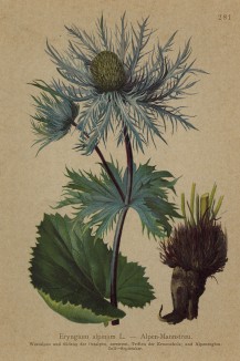 Синеголовник альпийский (Eryngium alpinum (лат.)) (из Atlas der Alpenflora. Дрезден. 1897 год. Том III. Лист 281)