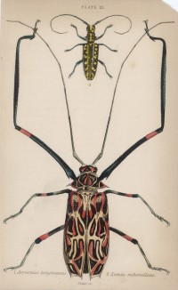Длинноногий арлекин и жук-усач (1. Acrocinus longimanus 2. Lamia subocellata (лат.)) (лист 25 XXXV тома "Библиотеки натуралиста" Вильяма Жардина, изданного в Эдинбурге в 1843 году)