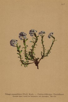 Ярутка бутенелистная (Thlaspi cepeaefolium (лат.)) (из Atlas der Alpenflora. Дрезден. 1897 год. Том II. Лист 147)