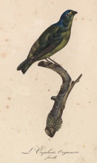 Органист, или эуфония антильская (самочка) (лист из альбома литографий "Галерея птиц... королевского сада", изданного в Париже в 1822 году)