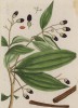 Дикая корица (Cassia lignea (лат.) (лист 391 "Гербария" Элизабет Блеквелл, изданного в Нюрнберге в 1757 году)