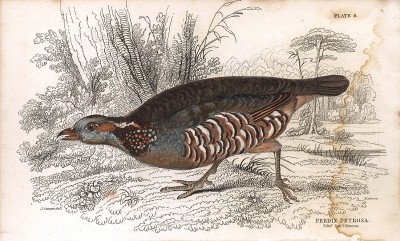 Скалистая (каменная) куропатка (лат. Perdix Petrosa). Вильям Жардин, "Библиотека натуралиста". Эдинбург, 1840