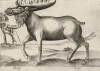 Орикс (сернобык), очень похожий на лося (лист из альбома Nova raccolta de li animali piu curiosi del mondo disegnati et intagliati da Antonio Tempesta... Рим. 1651 год)