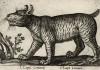 Волк, похожий на хищную кошку (лист из альбома Nova raccolta de li animali piu curiosi del mondo disegnati et intagliati da Antonio Tempesta... Рим. 1651 год)