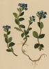 Вероника альпийская (Veroniva alpina (лат.)) (из Atlas der Alpenflora. Дрезден. 1897 год. Том IV. Лист 373)