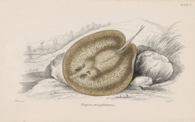Ещё один скат (Trygon strogylopterus (лат.)) (лист 22 тома XL "Библиотеки натуралиста" Вильяма Жардина, изданного в Эдинбурге в 1860 году)