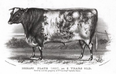 Двухлетний бычок Breast plate мистера Торра. Farmer's Magazin. Лондон, 1844