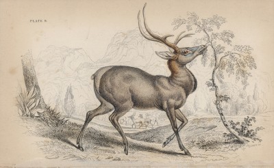 Редкое изображение канадского оленя (Cervus Canadensis (лат.)), не дожившего до изобретения фотокамеры (лист 9 тома XI "Библиотеки натуралиста" Вильяма Жардина, изданного в Эдинбурге в 1843 году)