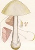 Вольвариелла красивая, Volvaria speciosa Fr. (лат.). Малоизвестный съедобный, но невкусный гриб. Дж.Бресадола, Funghi mangerecci e velenosi, т.II, л.141. Тренто, 1933