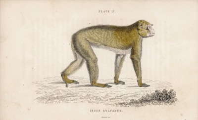 Маго, куцая мартышка, или обезьяна варварийская (Inuus Sylvanus (лат.)). Единственная обезьяна, обитающая в Европе (лист 15 тома II "Библиотеки натуралиста" Вильяма Жардина, изданного в Эдинбурге в 1833 году)