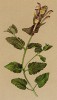 Шлемник альпийский (Scutellaria alpina (лат.)) (из Atlas der Alpenflora. Дрезден. 1897 год. Том IV. Лист 359)