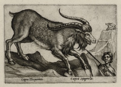 Коза горная испанская (лист из альбома Nova raccolta de li animali piu curiosi del mondo disegnati et intagliati da Antonio Tempesta... Рим. 1651 год)
