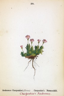 Проломник Карпентера (Androsace Charpentieri (лат.)) (лист 334 известной работы Йозефа Карла Вебера "Растения Альп", изданной в Мюнхене в 1872 году)