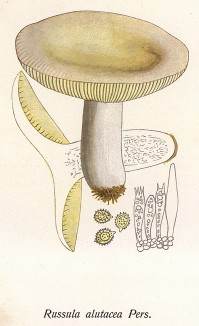 Сыроежка лайковая или зелёно-красная, Russula alutacea Pers. (лат.). Хороший съедобный гриб. Дж.Бресадола, Funghi mangerecci e velenosi, т.II, л.127. Тренто, 1933